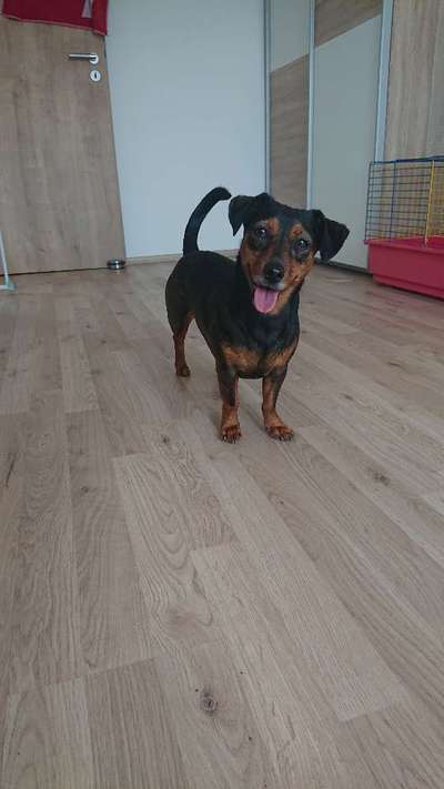 Wie heißt dein Hund?-Beitrag-Bild