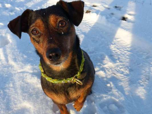 Postet das beste Foto von euren 4 beinern-Beitrag-Bild