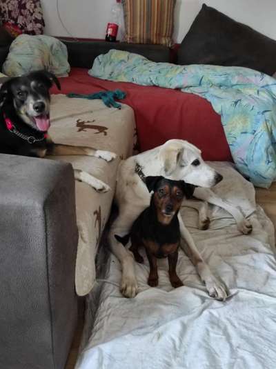 Auslandstierschutz-Beitrag-Bild