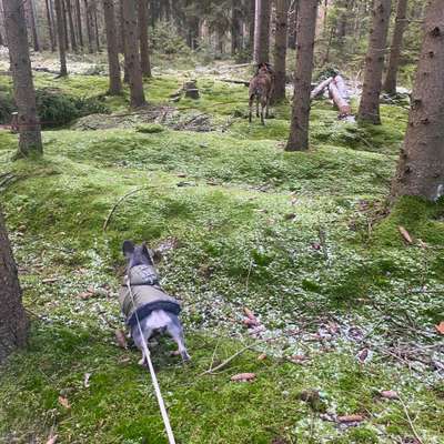 Hundetreffen-Gassigehen & spielen rundum Langenweißbach-Bild