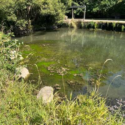 Giftköder-Verdacht auf Blaualgen in Heustreu-Bild