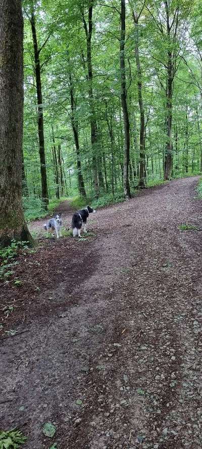 Hundeauslaufgebiet-Kleiner Schwelmer Wald-Bild