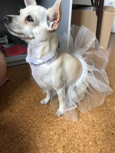 Dogorama Photo Challenge - Tre Chic!-Beitrag-Bild