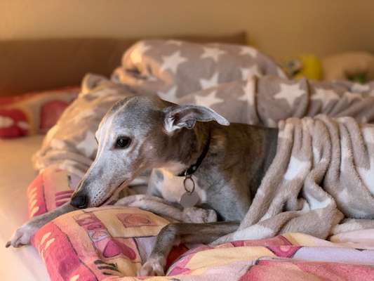 Windhunde - Treffen der besonderen Schönheiten
HERZLICH WILLKOMMEN-Beitrag-Bild