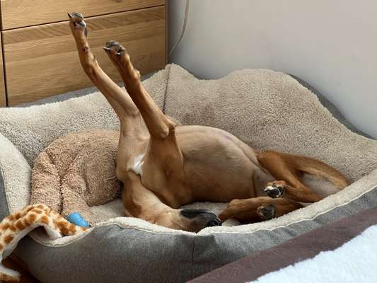 Whippet-Beitrag-Bild