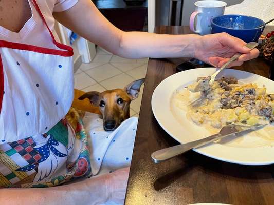 Die besten Hundeblicke 🐾❤️-Beitrag-Bild