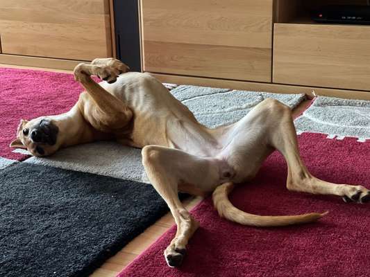 Windhunde - Treffen der besonderen Schönheiten
HERZLICH WILLKOMMEN-Beitrag-Bild