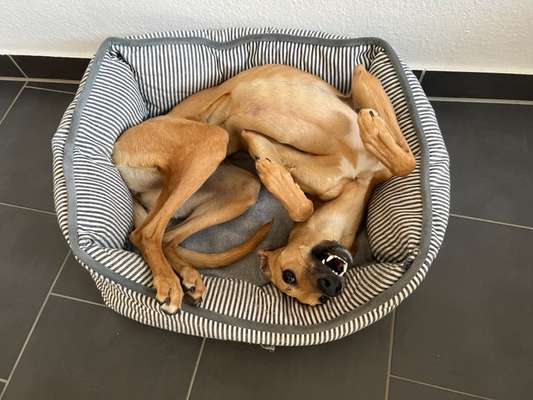 Whippet-Beitrag-Bild