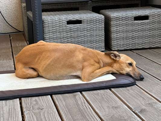 Whippet-Beitrag-Bild