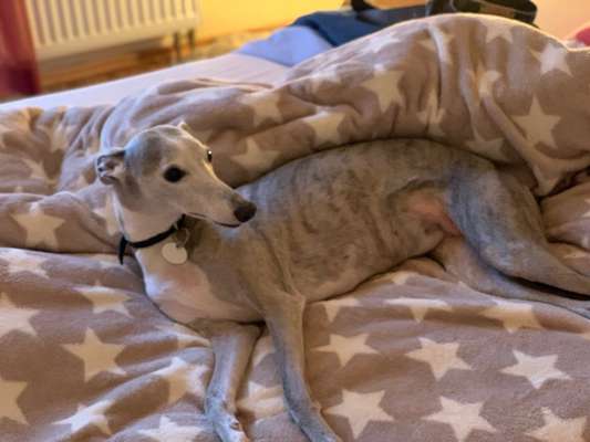 Windhunde - Treffen der besonderen Schönheiten
HERZLICH WILLKOMMEN-Beitrag-Bild