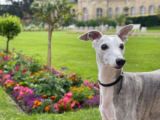 Die Dogorama Kalender Challenge Teil 3/4-Beitrag-Bild