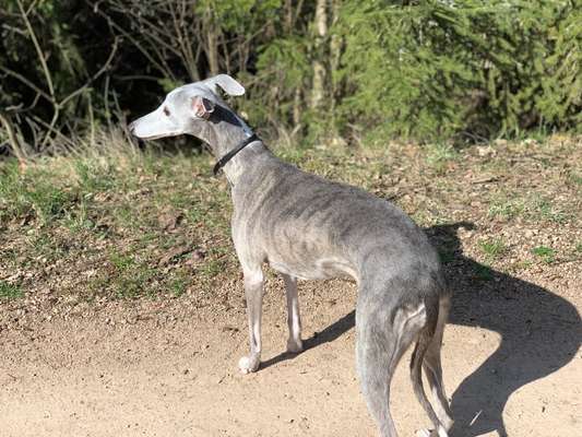 Whippet-Beitrag-Bild