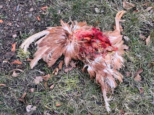 Giftköder-Totes Huhn-Bild