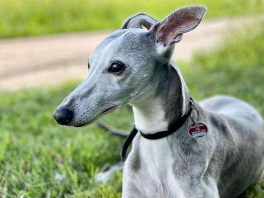 Lieblingsbild von euren Hunden?-Beitrag-Bild