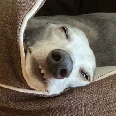 Lustigsten Grimassen von euren Hunden-Beitrag-Bild