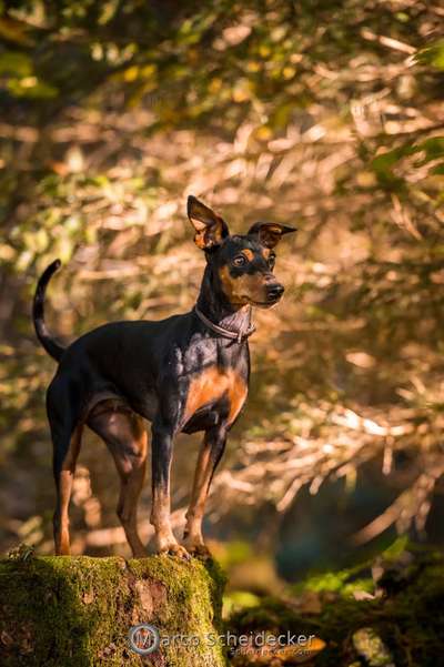 Gibt es noch weitere Rehpinscher oder Pinscher hier?-Beitrag-Bild