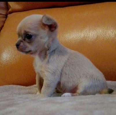 Welpenfotos-Beitrag-Bild