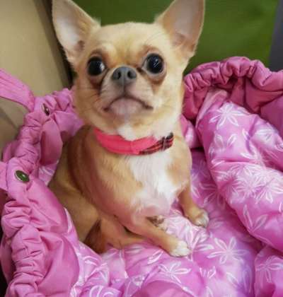 Welpenfotos-Beitrag-Bild