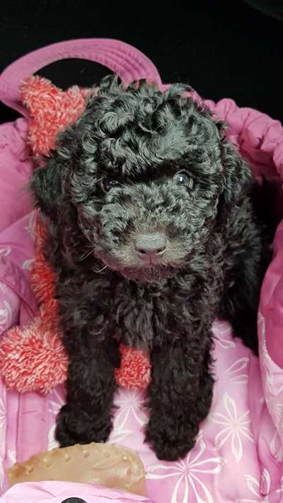 Welpenfotos-Beitrag-Bild