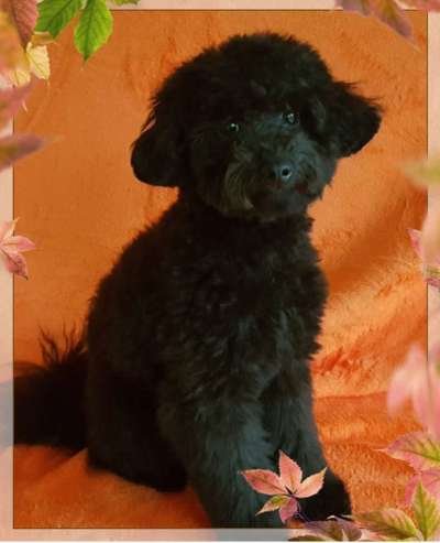 Welpenfotos-Beitrag-Bild