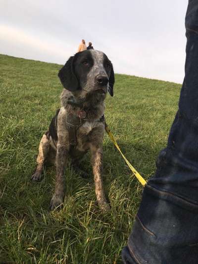 FOTOCHALLENGE 72 - Glücklicher Hund im Schmuddel-Look-Beitrag-Bild