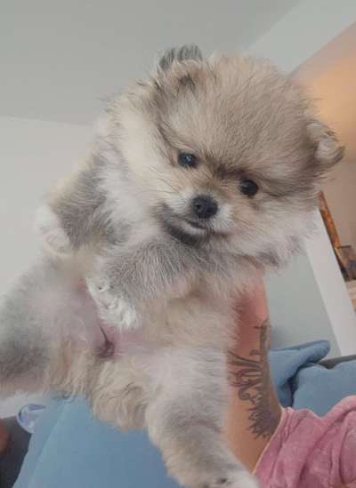 Hundetreffen-Welpentreffen in Niestetal-Bild