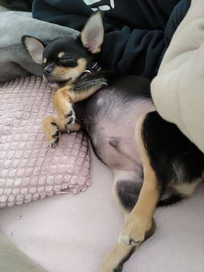 Wie kamt ihr auf die Rasse eures Hundes?-Beitrag-Bild