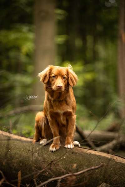 Hundetreffen-Regelmäßige Gassirunden, Social Walk, Spazieren etc.-Bild