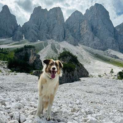 Hundetreffen-Spiel Freund gesucht-Bild