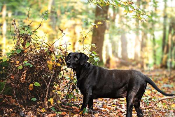 Dogorama Photo Challenge - Märchenwald-Beitrag-Bild