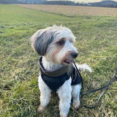 Hundetreffen-Social Walk-Bild