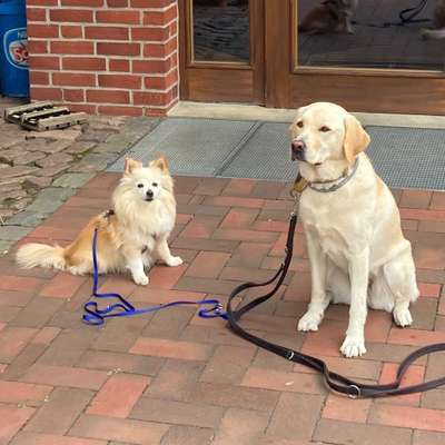 Hundetreffen-Lucy sucht jemanden zum spielen und spazieren gehen