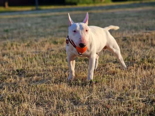 Miniatur Bull Terrier-Beitrag-Bild