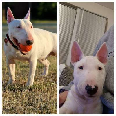 Vom Welpen zum Hund-Beitrag-Bild