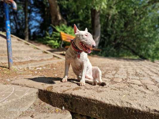 Miniatur Bull Terrier-Beitrag-Bild