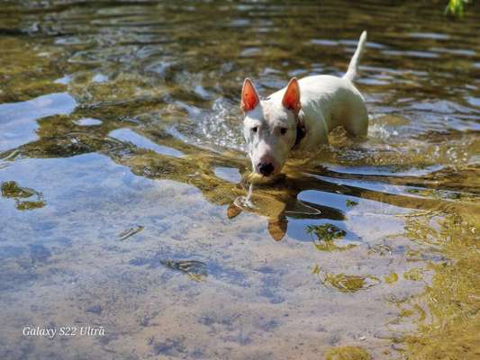 Miniatur Bull Terrier-Beitrag-Bild