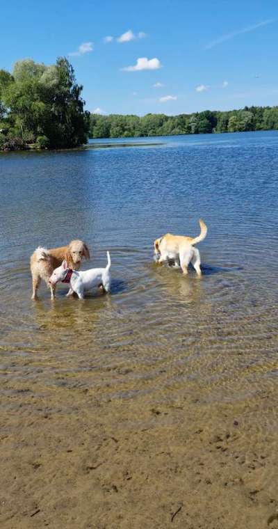 Miniatur Bull Terrier-Beitrag-Bild
