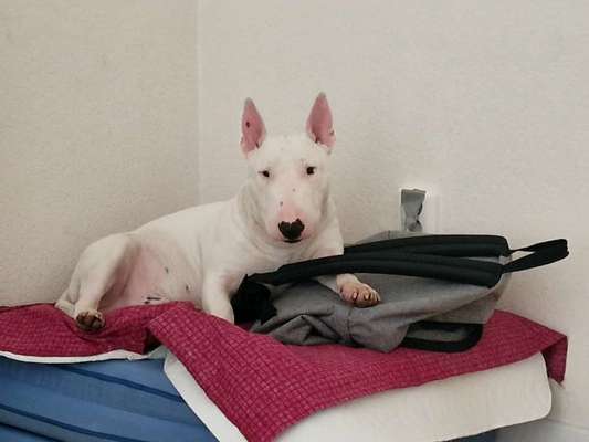 Miniatur Bull Terrier-Beitrag-Bild