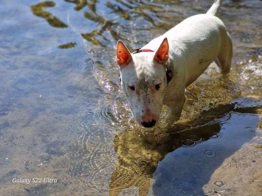 Miniatur Bull Terrier-Beitrag-Bild
