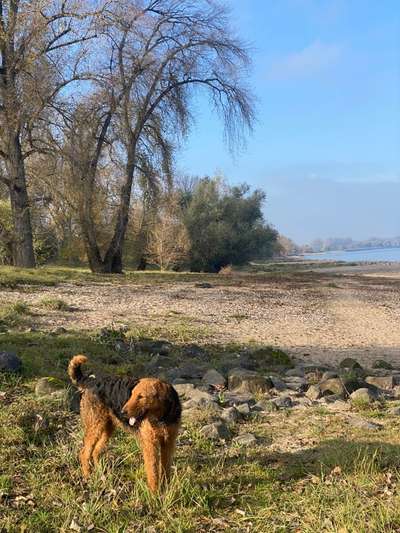 Airedale Terrier-Beitrag-Bild