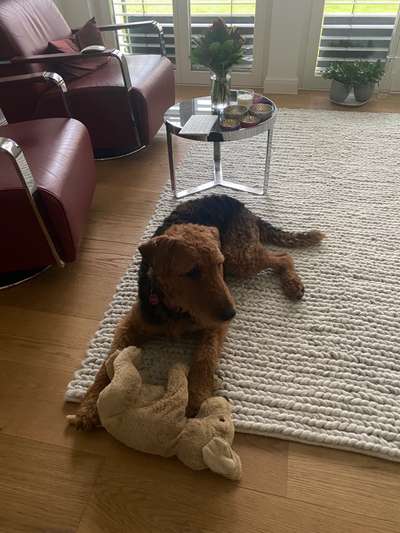 Airedale Terrier-Beitrag-Bild