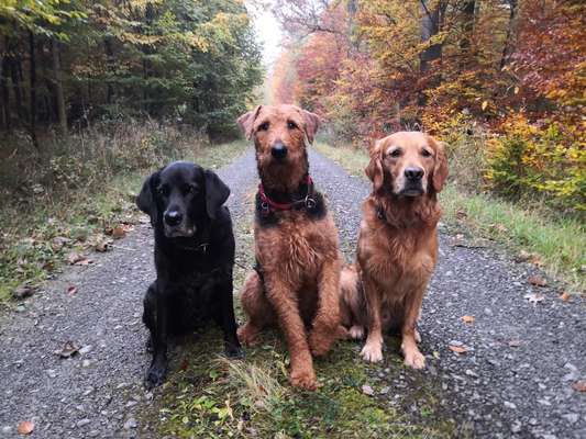 Airedale Terrier-Beitrag-Bild
