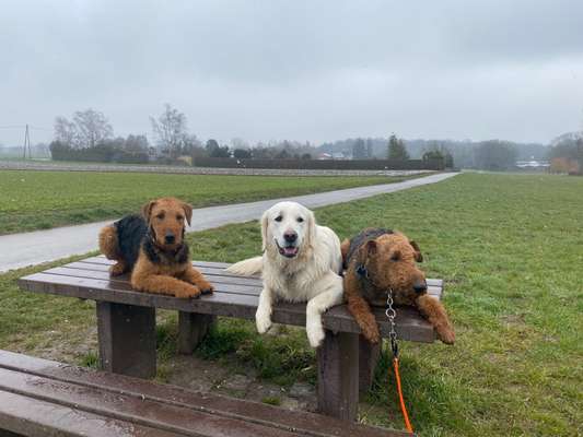 Airedale Terrier-Beitrag-Bild