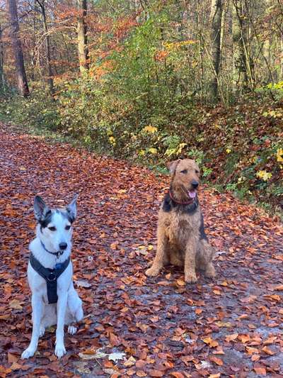 Airedale Terrier-Beitrag-Bild
