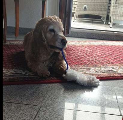 FOTOCHALLENGE: 25  Thema:  Hündische Haushaltshilfen-Beitrag-Bild