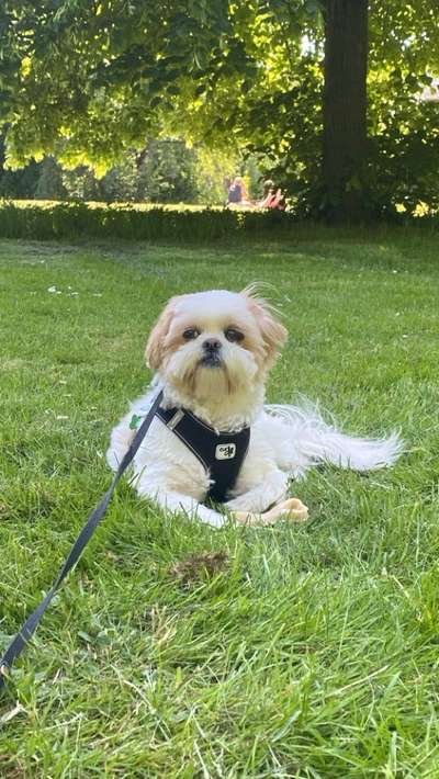 Hundetreffen-Spazieren mit großen Hunden-Bild