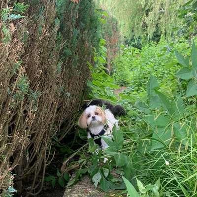 Hundetreffen-Gemeinsame Spaziergänge-Bild