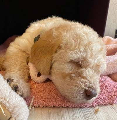 Foto's und Hundemodels-Beitrag-Bild