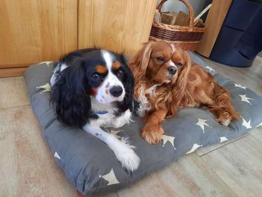 Cavalier King Charles Spaniel?-Beitrag-Bild