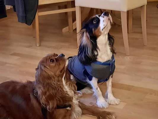 Cavalier King Charles Spaniel?-Beitrag-Bild